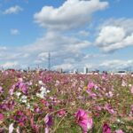 安城コスモス祭りと車の思い出｜秋空の下で咲く花と家族のドライブ日記