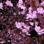 Memories Woven by Cars: Cherry Blossoms & Night Illumination in Okazaki