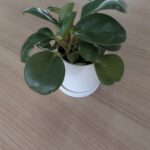 買取！カーマッチ岐阜清本町店とは？お客様満足度にこだわる車買取サービス