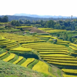 千早赤阪村に出張査定へ｜距離が多くてもまずは相場確認を