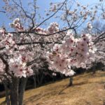 【呉市のドライブ好き必見】春のお出かけ前にチェック！安心・安全なドライブは「足元」から