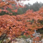 奥津渓の紅葉ドライブへ｜岡山県倉敷市で自社ローン・頭金なし・中古車購入・車買取ならカーマッチ倉敷連島店